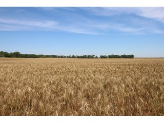 TRACT 2 - REAL ESTATE AUCTION - 296+/- ACRES OFFERED IN 2 TRACTS IN WOODS COUNTY, OKLAHOMA