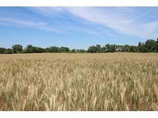 TRACT 2 - REAL ESTATE AUCTION - 296+/- ACRES OFFERED IN 2 TRACTS IN WOODS COUNTY, OKLAHOMA
