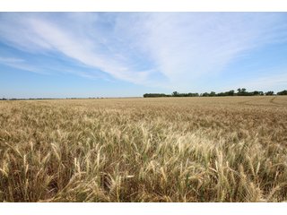 TRACT 2 - REAL ESTATE AUCTION - 296+/- ACRES OFFERED IN 2 TRACTS IN WOODS COUNTY, OKLAHOMA