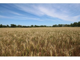 TRACT 2 - REAL ESTATE AUCTION - 296+/- ACRES OFFERED IN 2 TRACTS IN WOODS COUNTY, OKLAHOMA