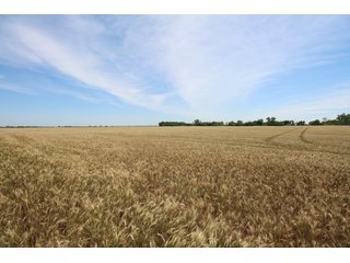 TRACT 2 - REAL ESTATE AUCTION - 296+/- ACRES OFFERED IN 2 TRACTS IN WOODS COUNTY, OKLAHOMA