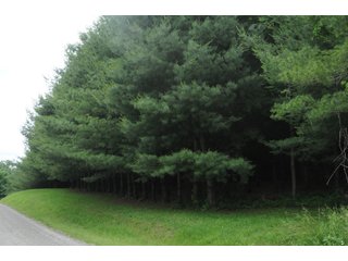 Property photo 20 - LAND AUCTION - 1,050+/- ACRES OFFERED IN 21 TRACTS PLUS 450+/- ACRE HUNTING LEASE IN MUSKINGUM COUNTY, OHIO