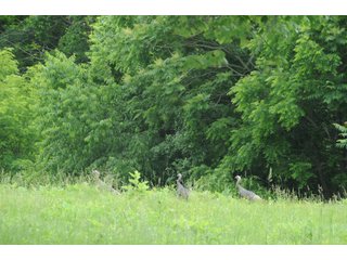 Property photo 39 - LAND AUCTION - 1,050+/- ACRES OFFERED IN 21 TRACTS PLUS 450+/- ACRE HUNTING LEASE IN MUSKINGUM COUNTY, OHIO