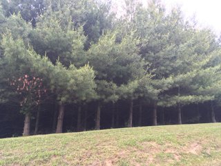 Property photo 19 - LAND AUCTION - 1,050+/- ACRES OFFERED IN 21 TRACTS PLUS 450+/- ACRE HUNTING LEASE IN MUSKINGUM COUNTY, OHIO
