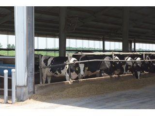 Property photo 14 - OHIO DAIRY DISPERSAL AUCTION - 160+/- ACRES OFFERED IN 5 TRACTS IN DEFIANCE COUNTY, OHIO