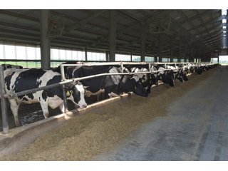 Property photo 23 - OHIO DAIRY DISPERSAL AUCTION - 160+/- ACRES OFFERED IN 5 TRACTS IN DEFIANCE COUNTY, OHIO