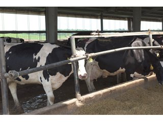 Property photo 21 - OHIO DAIRY DISPERSAL AUCTION - 160+/- ACRES OFFERED IN 5 TRACTS IN DEFIANCE COUNTY, OHIO
