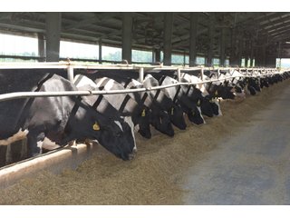 Property photo 19 - OHIO DAIRY DISPERSAL AUCTION - 160+/- ACRES OFFERED IN 5 TRACTS IN DEFIANCE COUNTY, OHIO