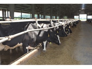 Property photo 17 - OHIO DAIRY DISPERSAL AUCTION - 160+/- ACRES OFFERED IN 5 TRACTS IN DEFIANCE COUNTY, OHIO