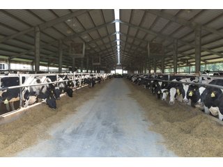 Property photo 16 - OHIO DAIRY DISPERSAL AUCTION - 160+/- ACRES OFFERED IN 5 TRACTS IN DEFIANCE COUNTY, OHIO
