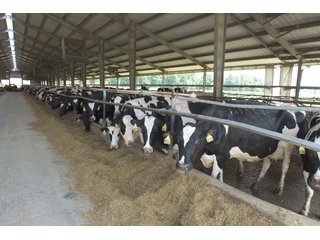 Property photo 15 - OHIO DAIRY DISPERSAL AUCTION - 160+/- ACRES OFFERED IN 5 TRACTS IN DEFIANCE COUNTY, OHIO