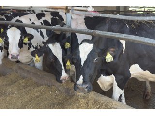 Property photo 22 - OHIO DAIRY DISPERSAL AUCTION - 160+/- ACRES OFFERED IN 5 TRACTS IN DEFIANCE COUNTY, OHIO