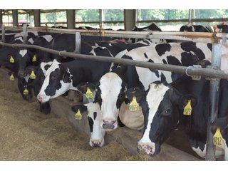 Property photo 13 - OHIO DAIRY DISPERSAL AUCTION - 160+/- ACRES OFFERED IN 5 TRACTS IN DEFIANCE COUNTY, OHIO