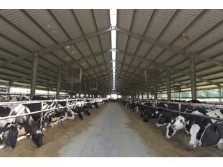 Property photo 18 - OHIO DAIRY DISPERSAL AUCTION - 160+/- ACRES OFFERED IN 5 TRACTS IN DEFIANCE COUNTY, OHIO