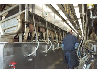 Property photo 29 - OHIO DAIRY DISPERSAL AUCTION - 160+/- ACRES OFFERED IN 5 TRACTS IN DEFIANCE COUNTY, OHIO