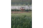 Property photo 42 - REAL ESTATE AUCTION - 26+/- ACRES IN 3 TRACTS IN SOUTHWEST ALLEN COUNTY, INDIANA