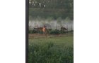 Property photo 36 - REAL ESTATE AUCTION - 26+/- ACRES IN 3 TRACTS IN SOUTHWEST ALLEN COUNTY, INDIANA