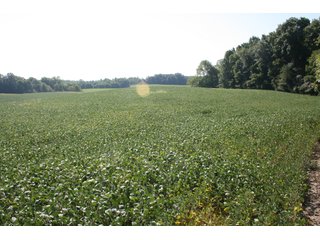 Property photo 12 - REAL ESTATE AUCTION - 100+/- ACRES IN 4 TRACTS IN WHITLEY COUNTY, INDIANA