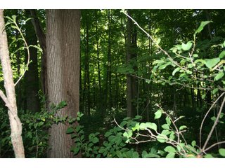 Property photo 14 - REAL ESTATE AUCTION - 100+/- ACRES IN 4 TRACTS IN WHITLEY COUNTY, INDIANA