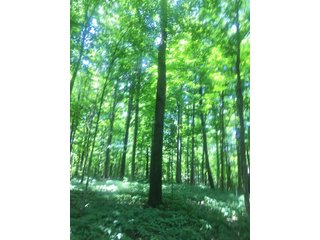 Property photo 5 - ABSOLUTE AUCTION - 152+/- ACRES IN 7 TRACTS IN NOBLE COUNTY, INDIANA