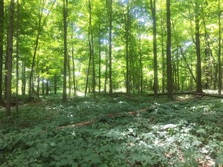 Property photo 8 - ABSOLUTE AUCTION - 152+/- ACRES IN 7 TRACTS IN NOBLE COUNTY, INDIANA
