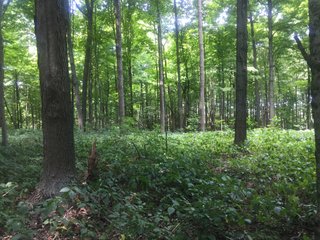 Property photo 6 - ABSOLUTE AUCTION - 152+/- ACRES IN 7 TRACTS IN NOBLE COUNTY, INDIANA