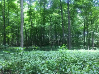 Property photo 10 - ABSOLUTE AUCTION - 152+/- ACRES IN 7 TRACTS IN NOBLE COUNTY, INDIANA
