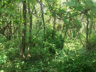 Property photo 9 - ABSOLUTE AUCTION - 152+/- ACRES IN 7 TRACTS IN NOBLE COUNTY, INDIANA