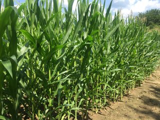 Property photo 3 - ABSOLUTE AUCTION - 152+/- ACRES IN 7 TRACTS IN NOBLE COUNTY, INDIANA