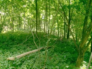 Property photo 4 - ABSOLUTE AUCTION - 152+/- ACRES IN 7 TRACTS IN NOBLE COUNTY, INDIANA