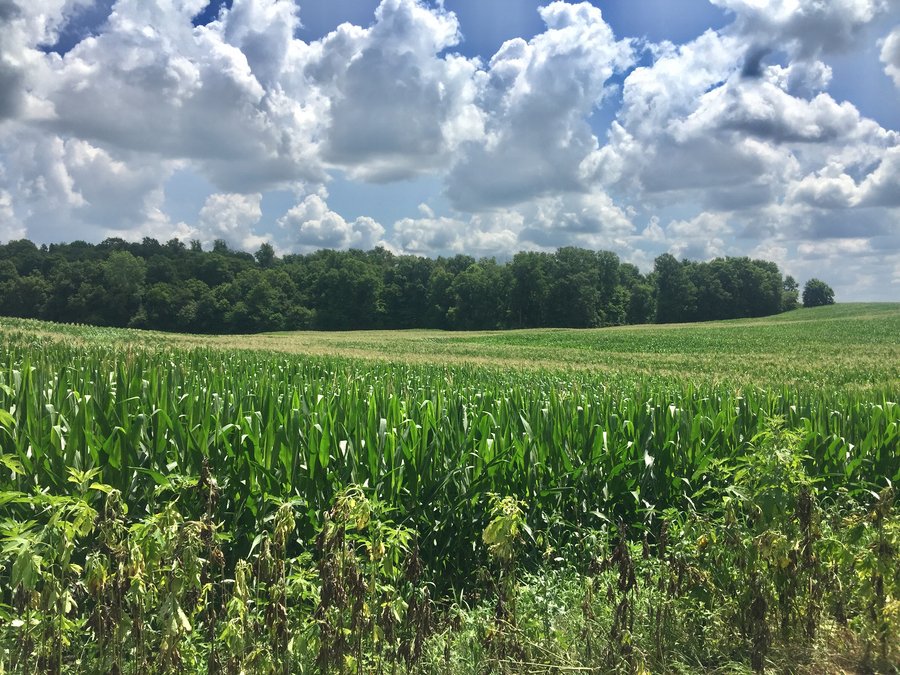 ABSOLUTE AUCTION - 152+/- ACRES IN 7 TRACTS IN NOBLE COUNTY, INDIANA