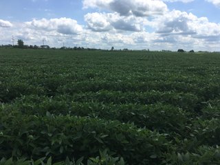 Property photo 26 - LAND AUCTION - 84+/- ACRES IN RUSH COUNTY, INDIANA