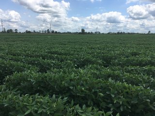 Property photo 23 - LAND AUCTION - 84+/- ACRES IN RUSH COUNTY, INDIANA