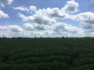 Property photo 18 - LAND AUCTION - 84+/- ACRES IN RUSH COUNTY, INDIANA