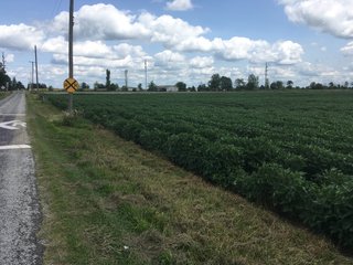 Property photo 27 - LAND AUCTION - 84+/- ACRES IN RUSH COUNTY, INDIANA