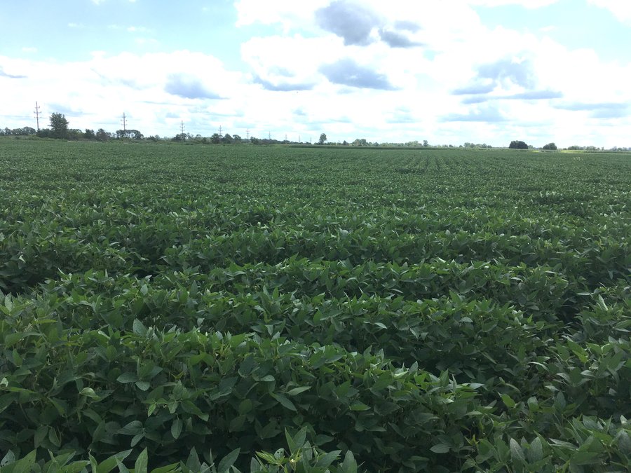LAND AUCTION - 84+/- ACRES IN RUSH COUNTY, INDIANA