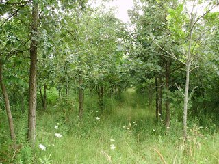 Property photo 7 - OUTSTANDING LAND AUCTION - 170+/- ACRES IN 5 TRACTS IN WAYNE COUNTY, INDIANA