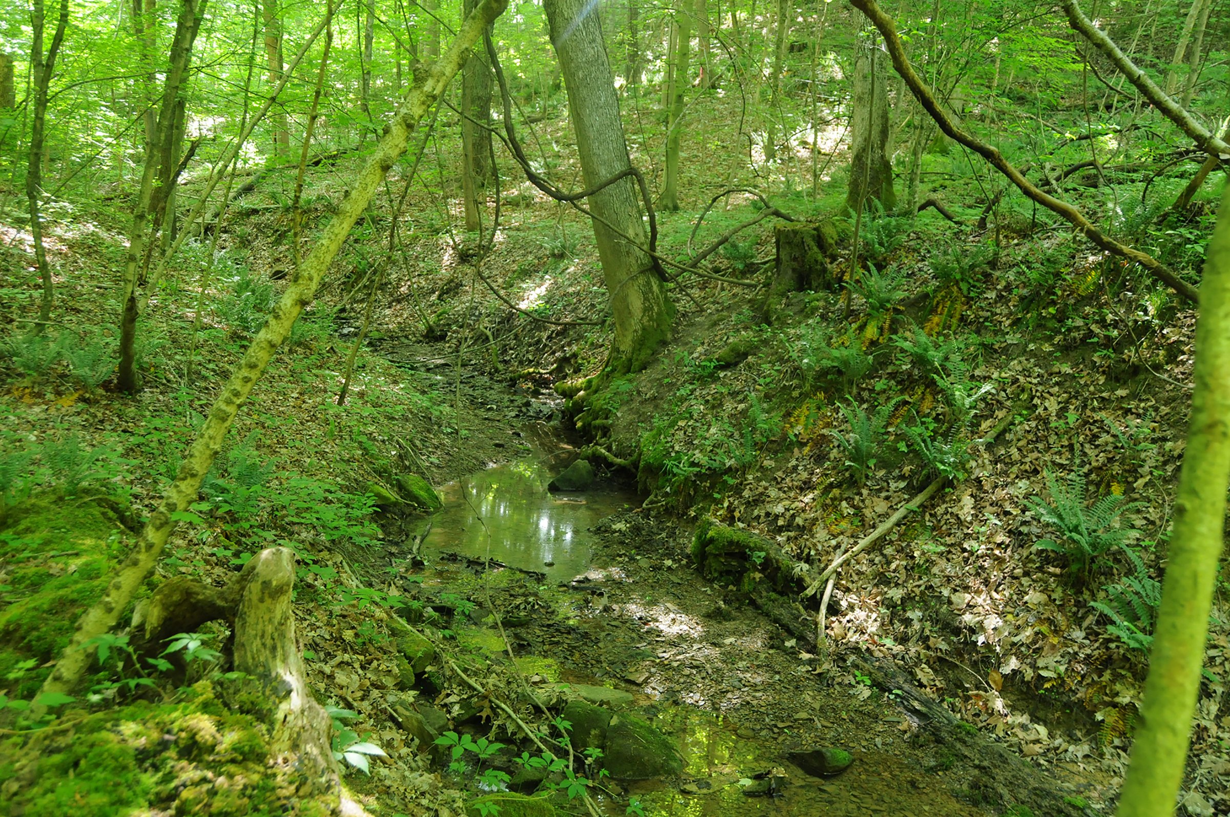 Property photo 3 - LAND AUCTION - 423+/- ACRES OFFERED IN 14 TRACTS IN MEIGS CO., OHIO