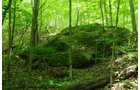 Property photo 4 - LAND AUCTION - 423+/- ACRES OFFERED IN 14 TRACTS IN MEIGS CO., OHIO