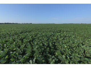 TRACT 2 - ILLINOIS LAND AUCTION - 4,810+/- ACRES OFFERED IN 85 TRACTS IN FRANKLIN, WILLIAMSON, HAMILTON & SALINE COUNTIES, ILLINOIS
