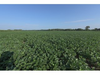 TRACT 6 - ILLINOIS LAND AUCTION - 4,810+/- ACRES OFFERED IN 85 TRACTS IN FRANKLIN, WILLIAMSON, HAMILTON & SALINE COUNTIES, ILLINOIS