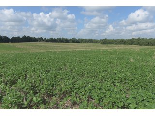 TRACT 19 - ILLINOIS LAND AUCTION - 4,810+/- ACRES OFFERED IN 85 TRACTS IN FRANKLIN, WILLIAMSON, HAMILTON & SALINE COUNTIES, ILLINOIS