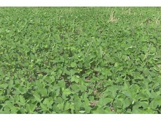TRACT 19 - ILLINOIS LAND AUCTION - 4,810+/- ACRES OFFERED IN 85 TRACTS IN FRANKLIN, WILLIAMSON, HAMILTON & SALINE COUNTIES, ILLINOIS
