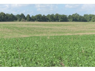 TRACT 19 - ILLINOIS LAND AUCTION - 4,810+/- ACRES OFFERED IN 85 TRACTS IN FRANKLIN, WILLIAMSON, HAMILTON & SALINE COUNTIES, ILLINOIS