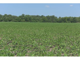 TRACT 81 - ILLINOIS LAND AUCTION - 4,810+/- ACRES OFFERED IN 85 TRACTS IN FRANKLIN, WILLIAMSON, HAMILTON & SALINE COUNTIES, ILLINOIS