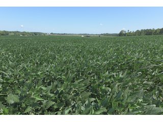 Property photo 81 - LAND AUCTION - 1,193+/- ACRES IN 14 TRACTS IN PIKE & GIBSON COUNTY, INDIANA