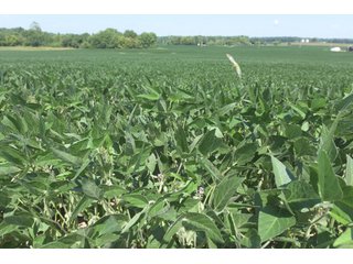 Property photo 82 - LAND AUCTION - 1,193+/- ACRES IN 14 TRACTS IN PIKE & GIBSON COUNTY, INDIANA