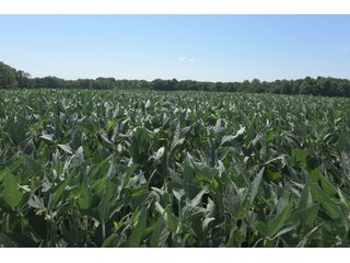 Property photo 75 - LAND AUCTION - 1,193+/- ACRES IN 14 TRACTS IN PIKE & GIBSON COUNTY, INDIANA