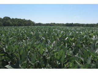 Property photo 76 - LAND AUCTION - 1,193+/- ACRES IN 14 TRACTS IN PIKE & GIBSON COUNTY, INDIANA