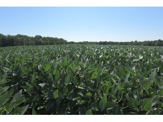 Property photo 73 - LAND AUCTION - 1,193+/- ACRES IN 14 TRACTS IN PIKE & GIBSON COUNTY, INDIANA